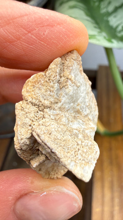 Gypsum Pseudomorph after Glauberite- Salton Sea, Imperial Valley, California, USA