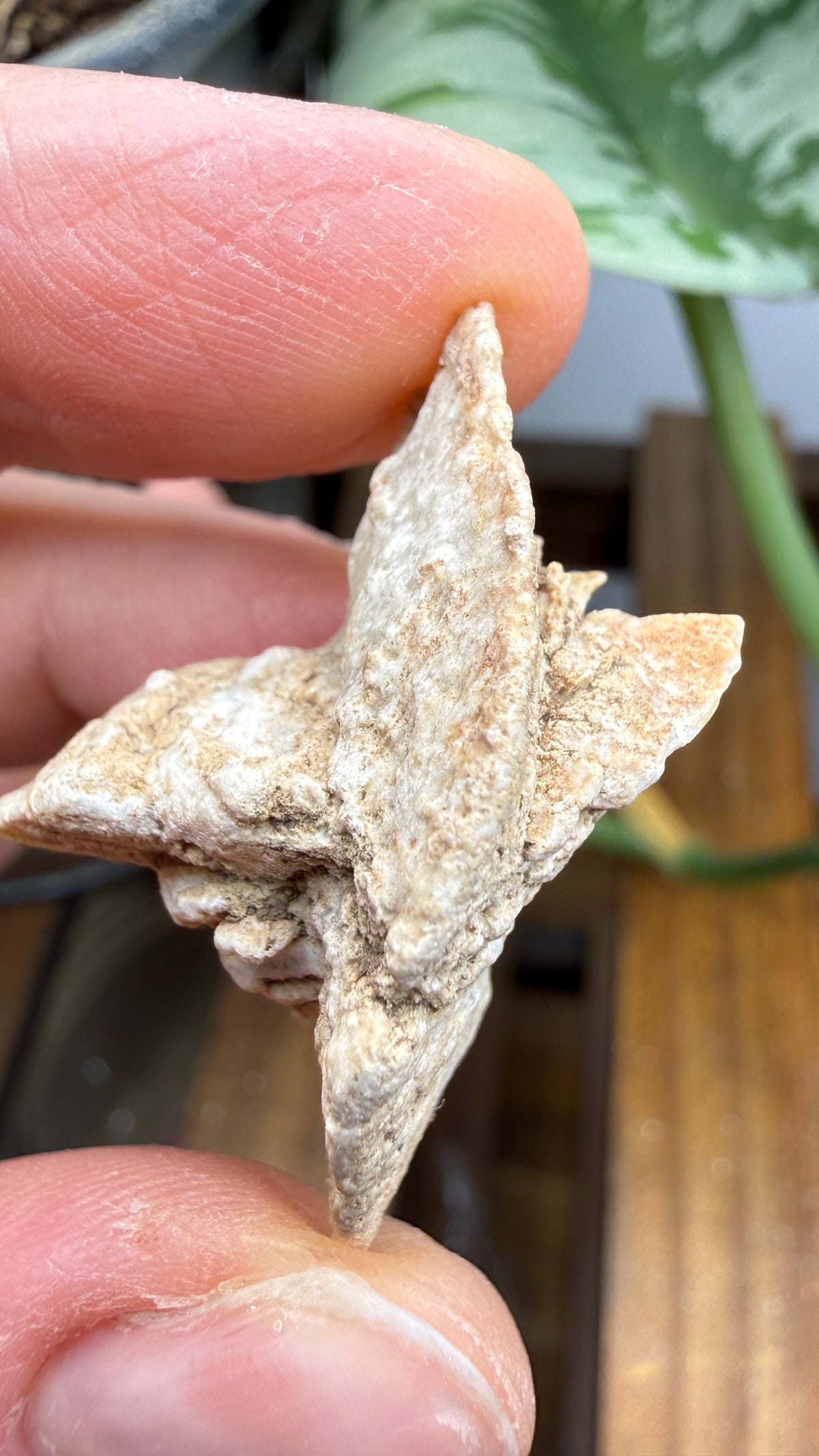 Gypsum Pseudomorph after Glauberite- Salton Sea, Imperial Valley, California, USA