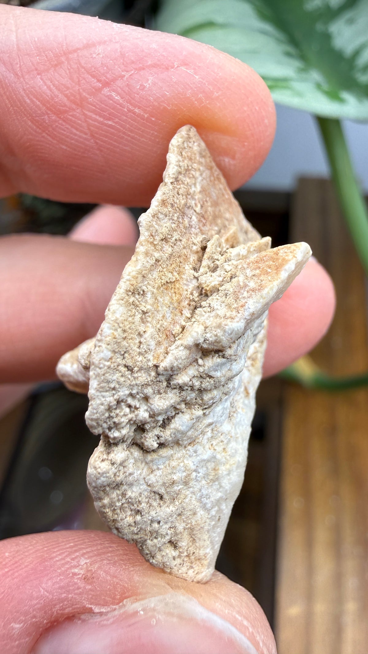 Gypsum Pseudomorph after Glauberite- Salton Sea, Imperial Valley, California, USA