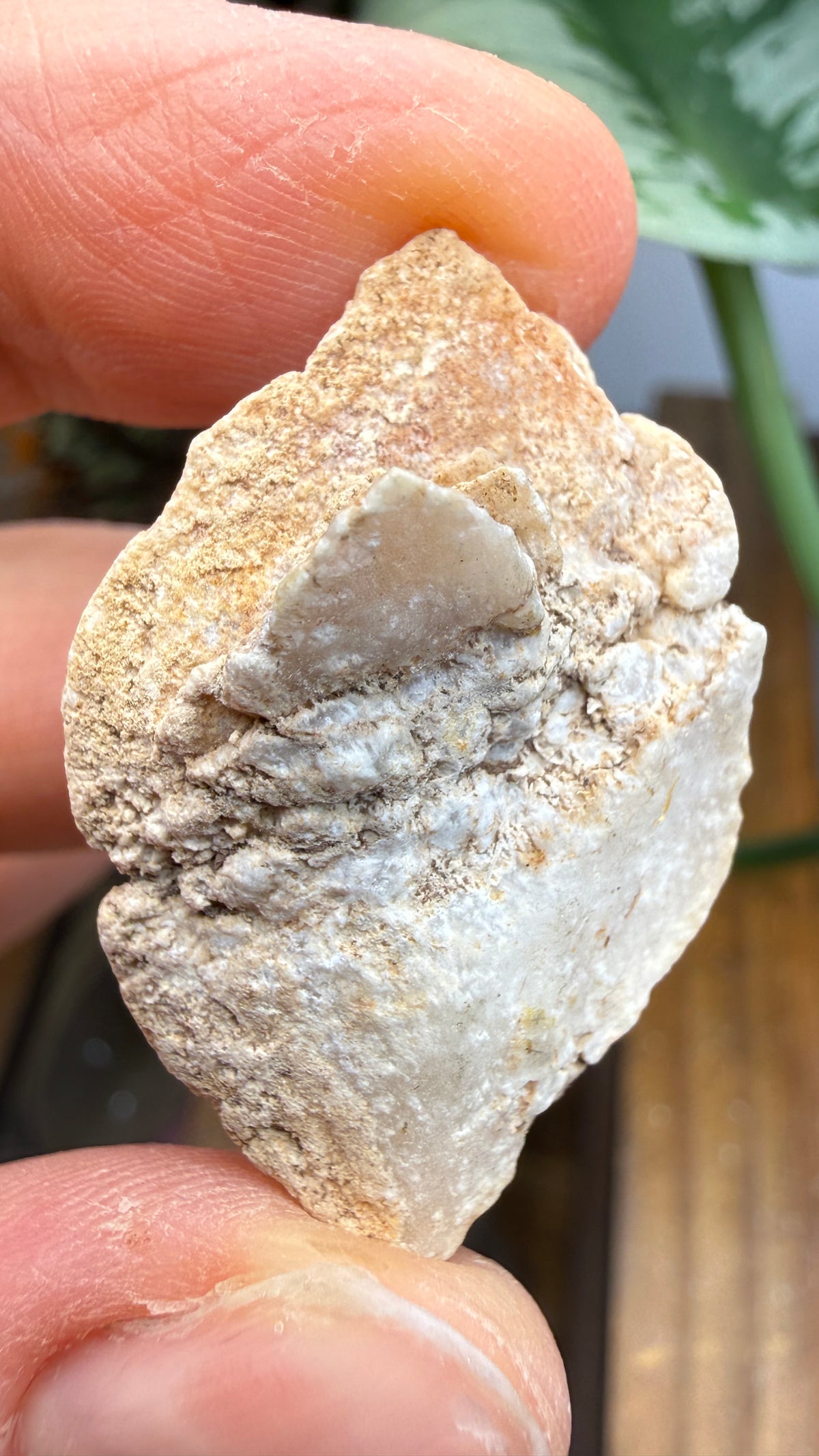 Gypsum Pseudomorph after Glauberite- Salton Sea, Imperial Valley, California, USA
