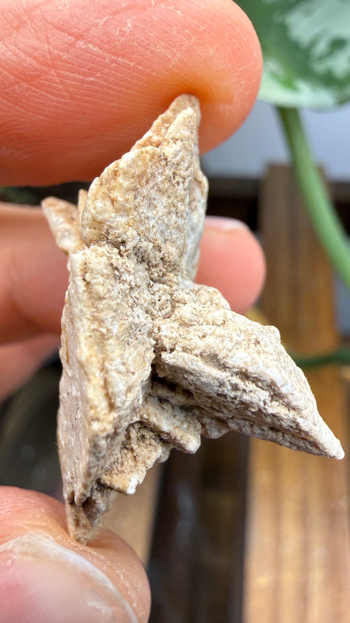 Gypsum Pseudomorph after Glauberite- Salton Sea, Imperial Valley, California, USA