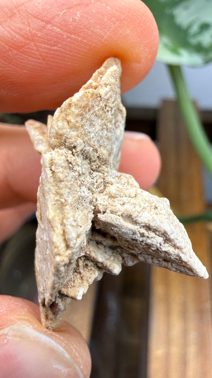 Gypsum Pseudomorph after Glauberite- Salton Sea, Imperial Valley, California, USA