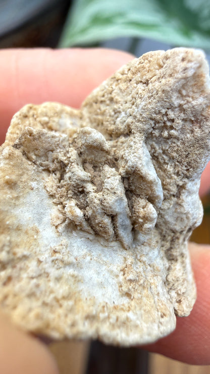 Gypsum Pseudomorph after Glauberite- Salton Sea, Imperial Valley, California, USA