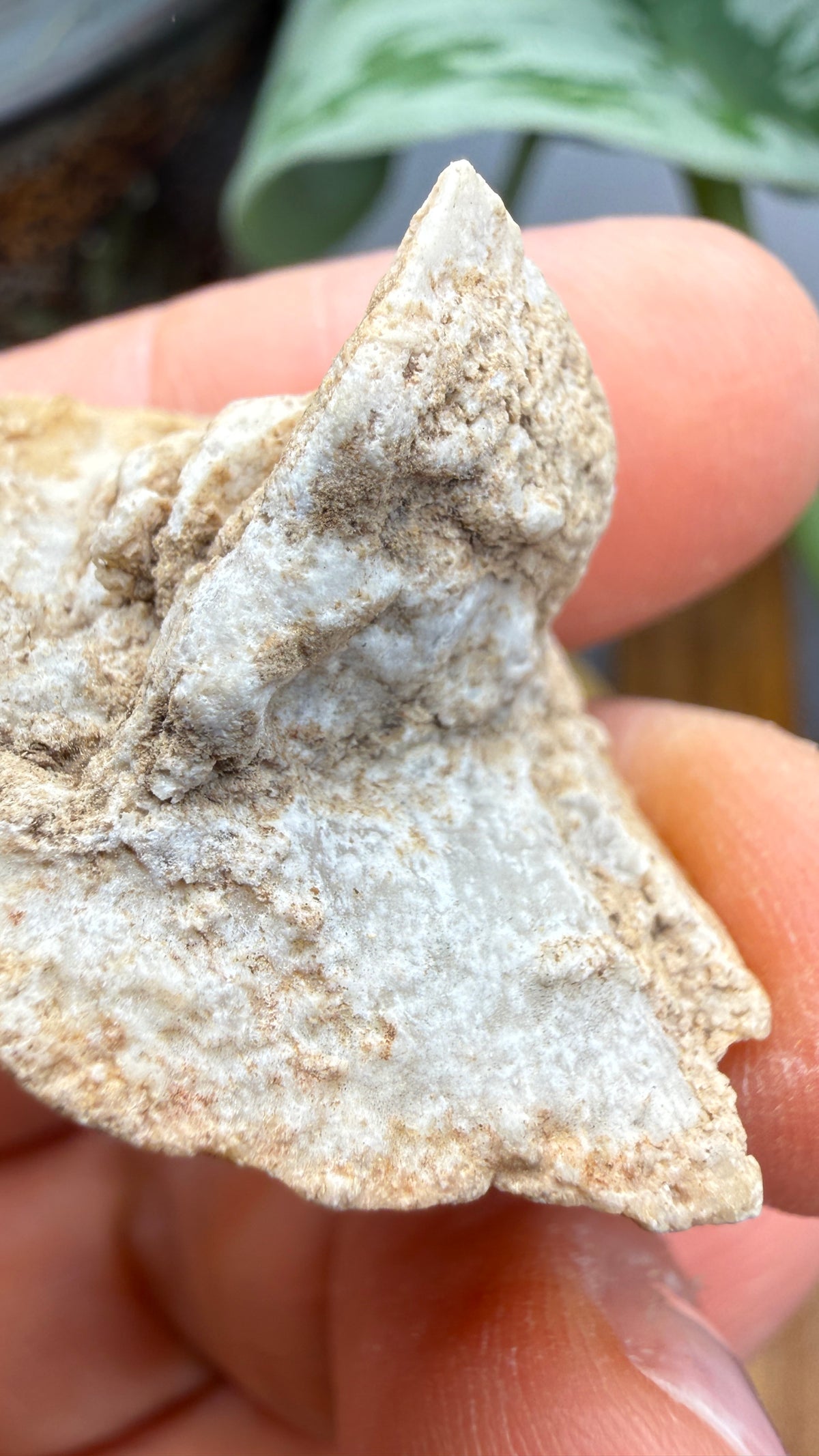 Gypsum Pseudomorph after Glauberite- Salton Sea, Imperial Valley, California, USA
