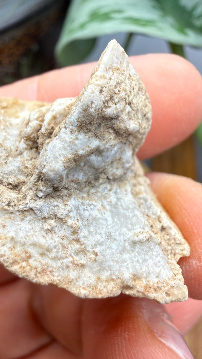 Gypsum Pseudomorph after Glauberite- Salton Sea, Imperial Valley, California, USA