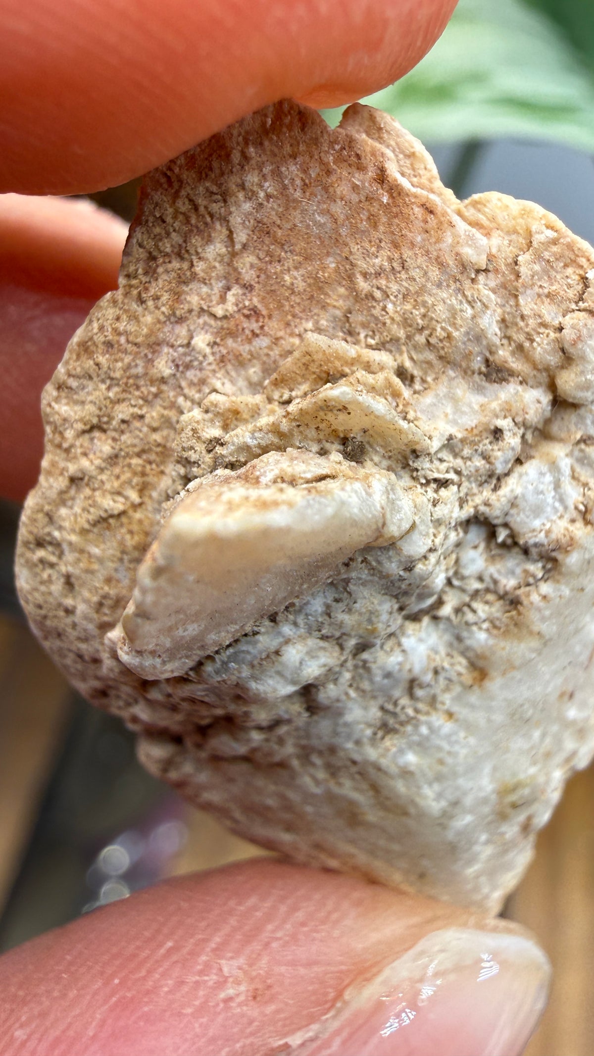 Gypsum Pseudomorph after Glauberite- Salton Sea, Imperial Valley, California, USA