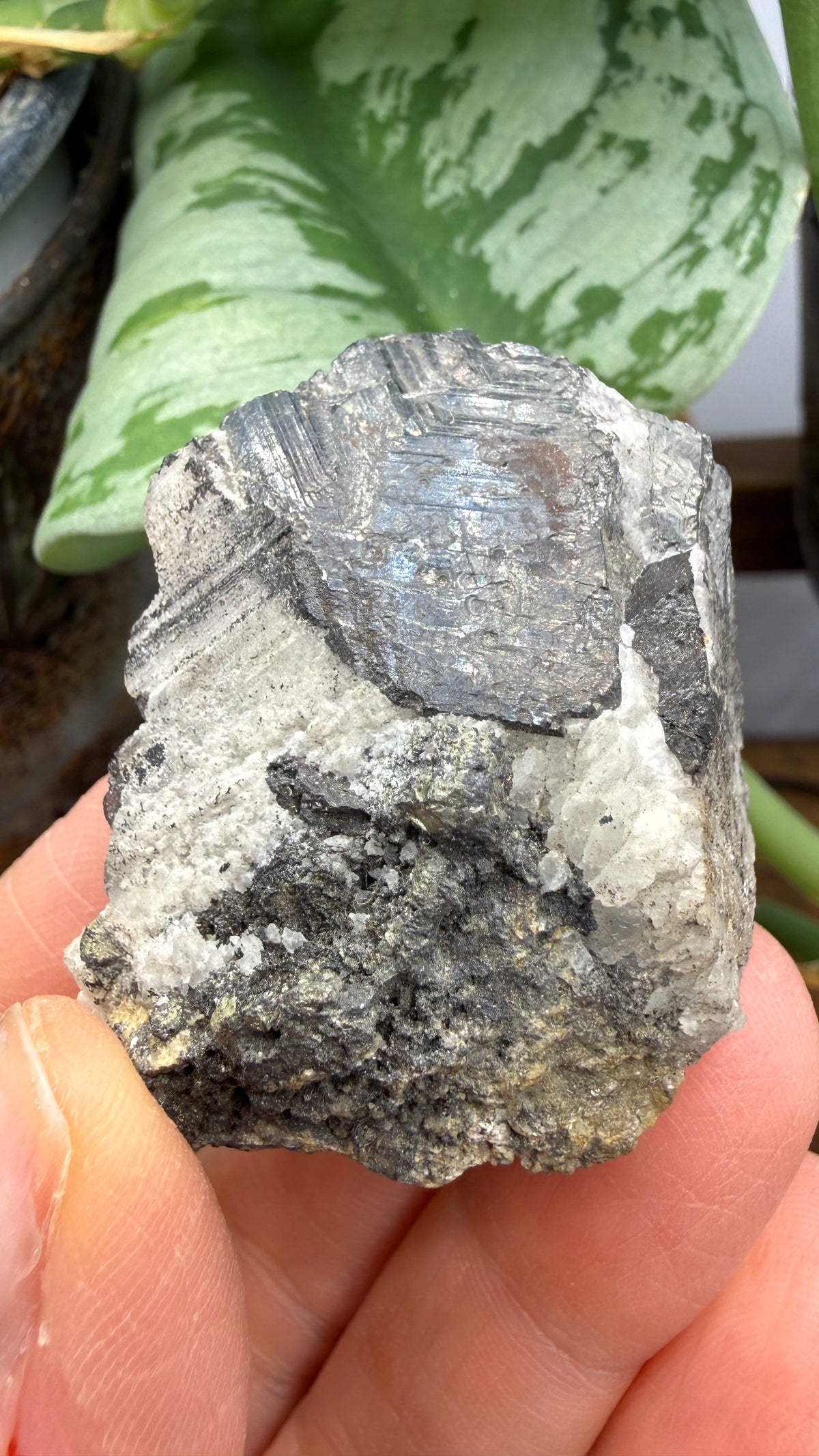 Wolframite in Quartz- San Cristóbal Mine, Yauli District, Yauli Province, Junín, Peru