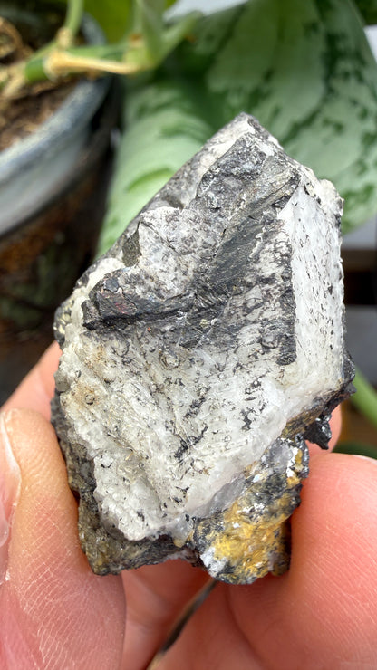 Wolframite in Quartz- San Cristóbal Mine, Yauli District, Yauli Province, Junín, Peru