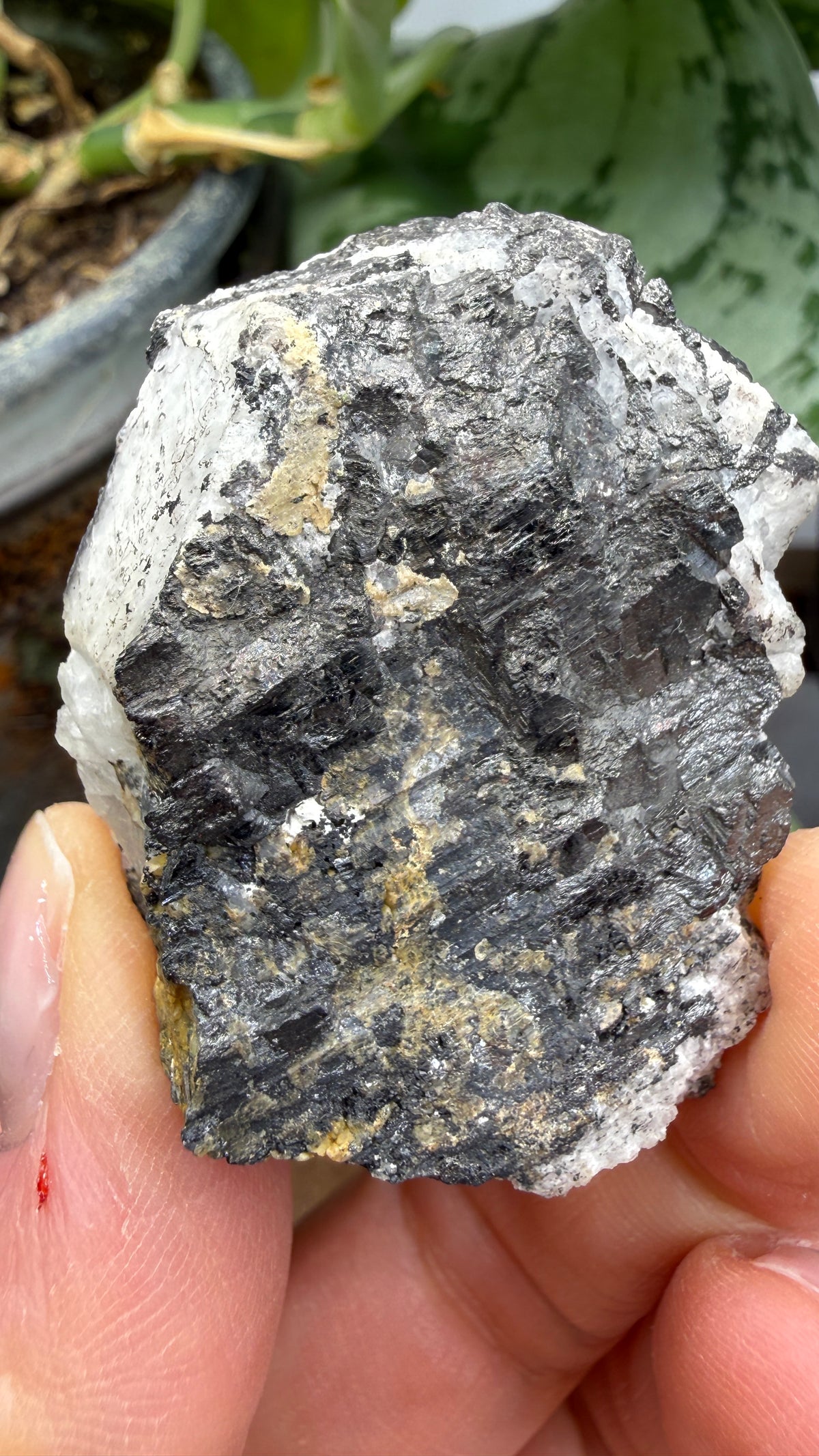 Wolframite in Quartz- San Cristóbal Mine, Yauli District, Yauli Province, Junín, Peru