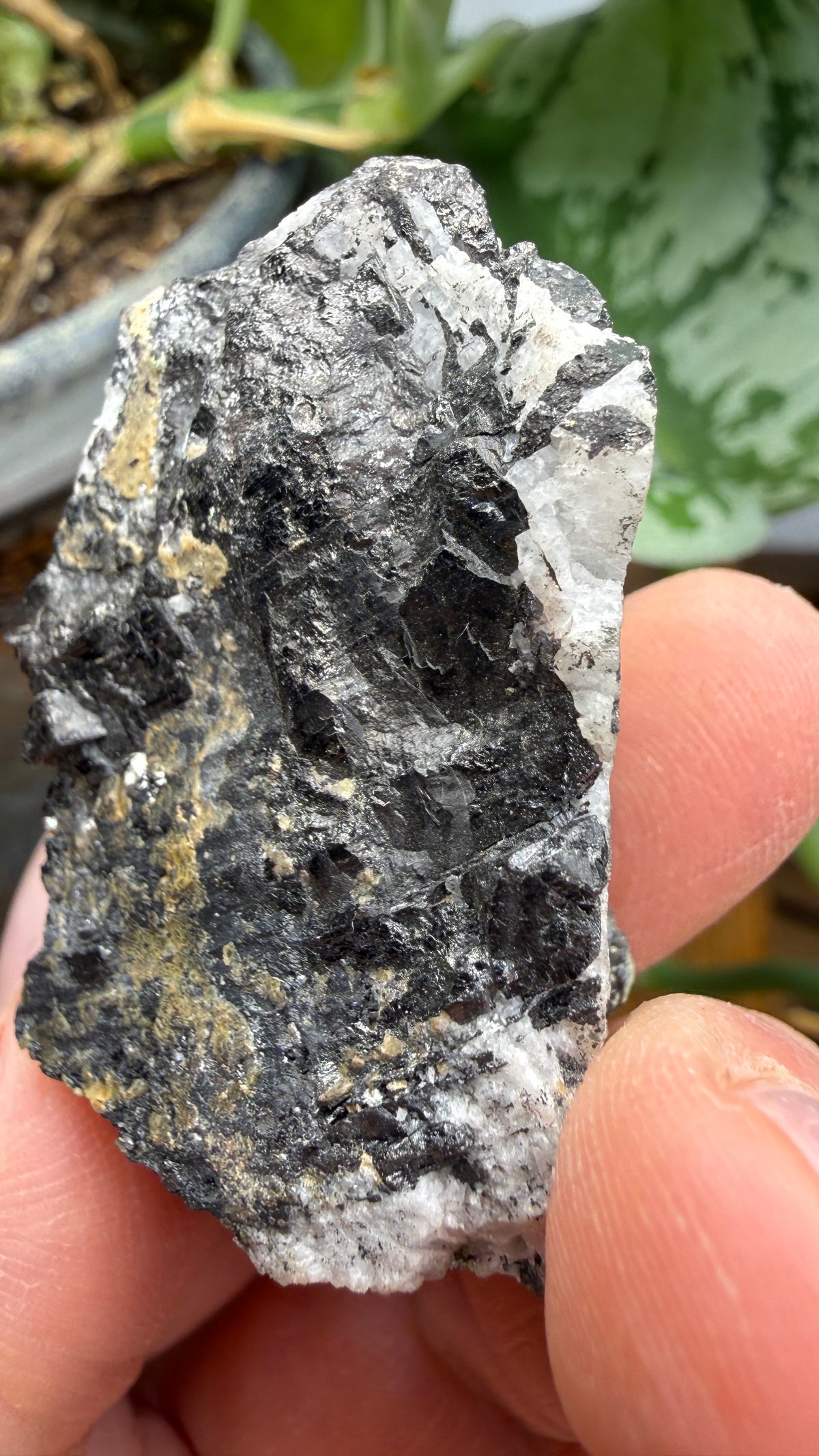 Wolframite in Quartz- San Cristóbal Mine, Yauli District, Yauli Province, Junín, Peru