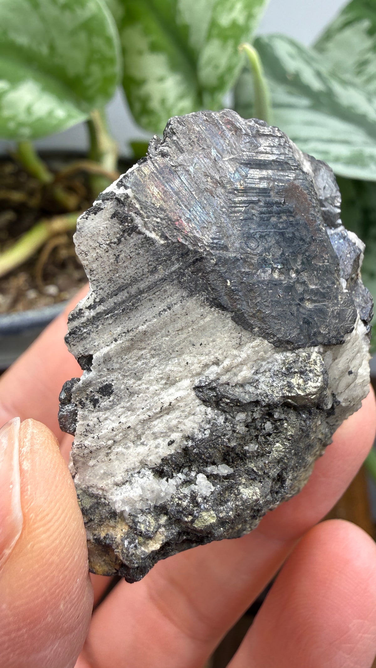 Wolframite in Quartz- San Cristóbal Mine, Yauli District, Yauli Province, Junín, Peru