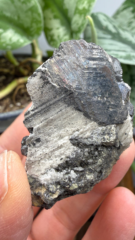 Wolframite in Quartz- San Cristóbal Mine, Yauli District, Yauli Province, Junín, Peru