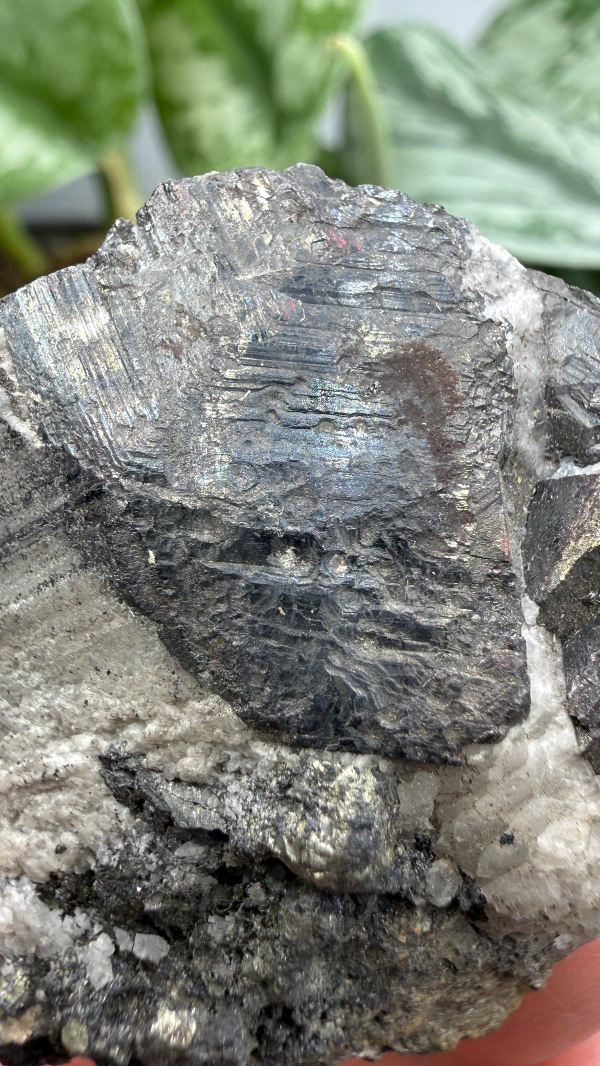 Wolframite in Quartz- San Cristóbal Mine, Yauli District, Yauli Province, Junín, Peru