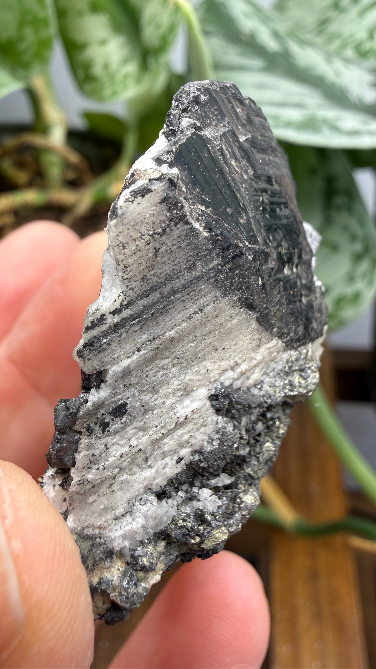 Wolframite in Quartz- San Cristóbal Mine, Yauli District, Yauli Province, Junín, Peru