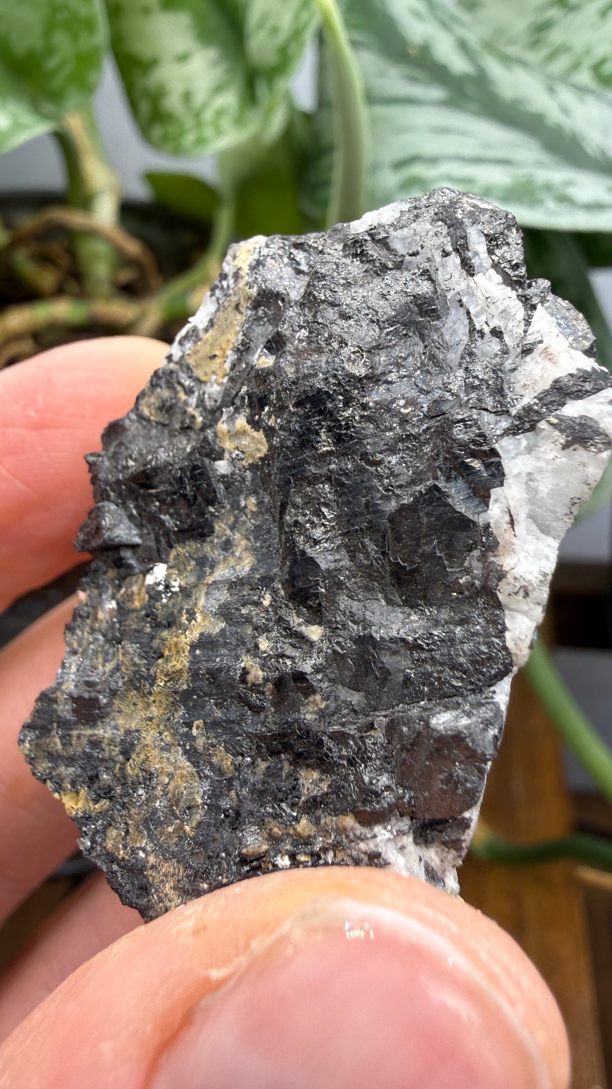 Wolframite in Quartz- San Cristóbal Mine, Yauli District, Yauli Province, Junín, Peru