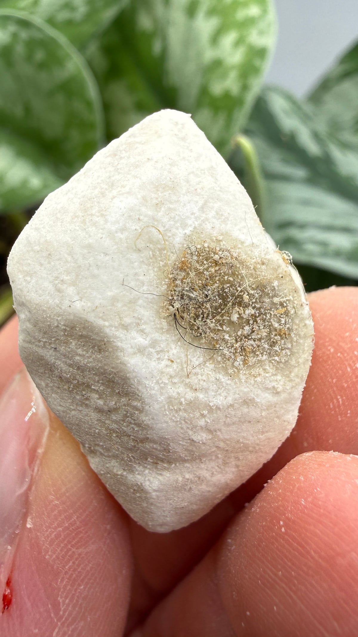 Hanksite- Searles Lake, San Bernardino County, California, USA