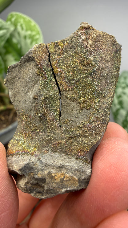 Rainbow Pyrite- Volga River, Ulyanovsk Oblast, Russia