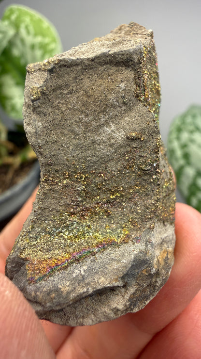Rainbow Pyrite- Volga River, Ulyanovsk Oblast, Russia