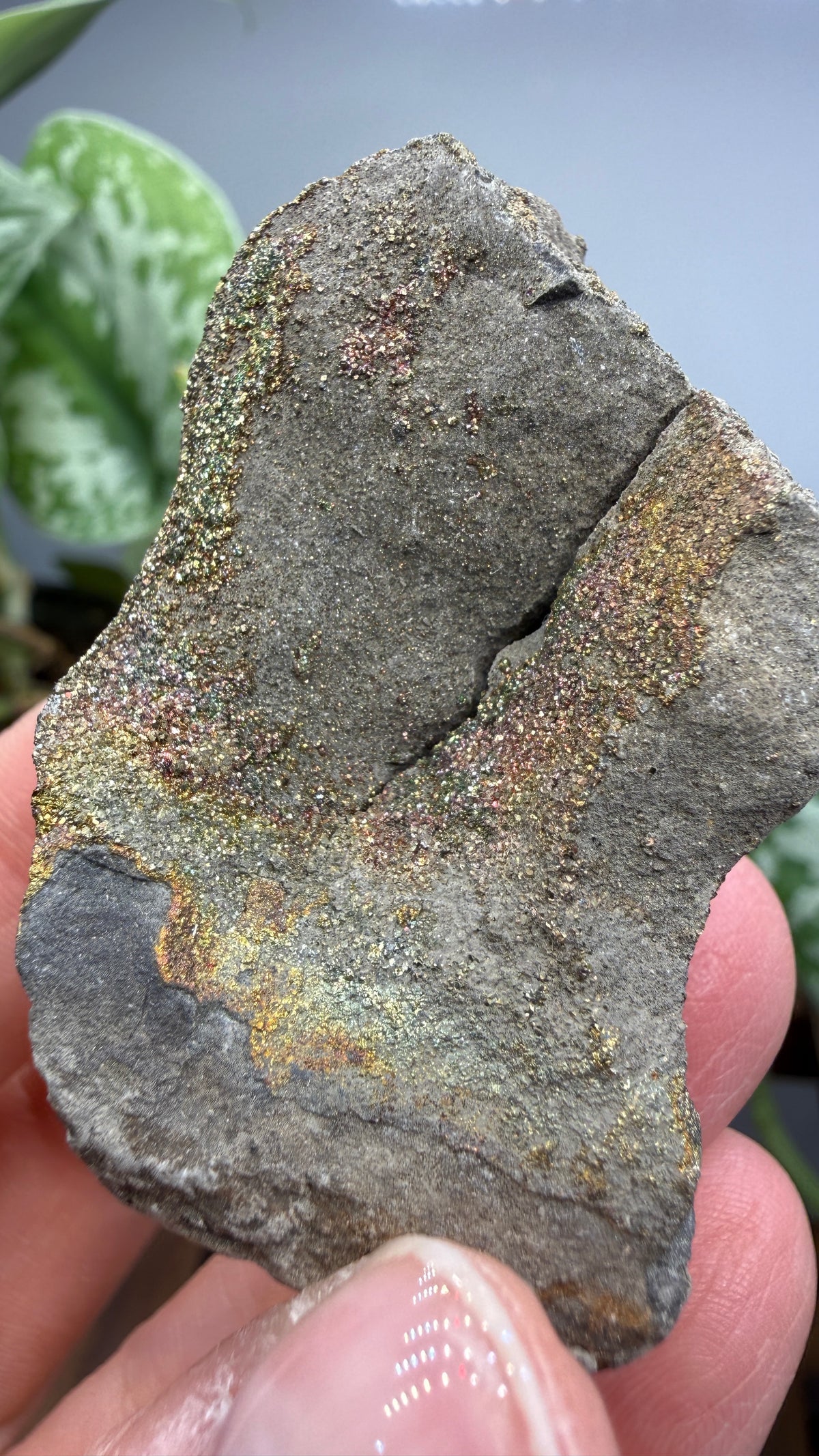 Rainbow Pyrite- Volga River, Ulyanovsk Oblast, Russia