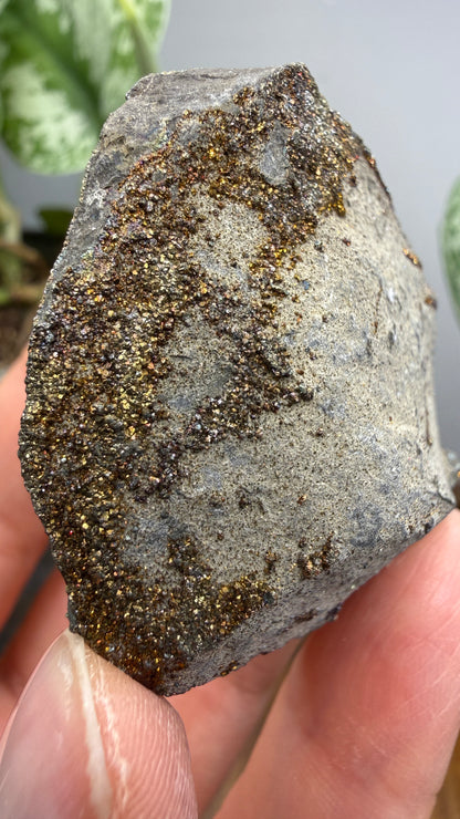 Rainbow Pyrite- Volga River, Ulyanovsk Oblast, Russia