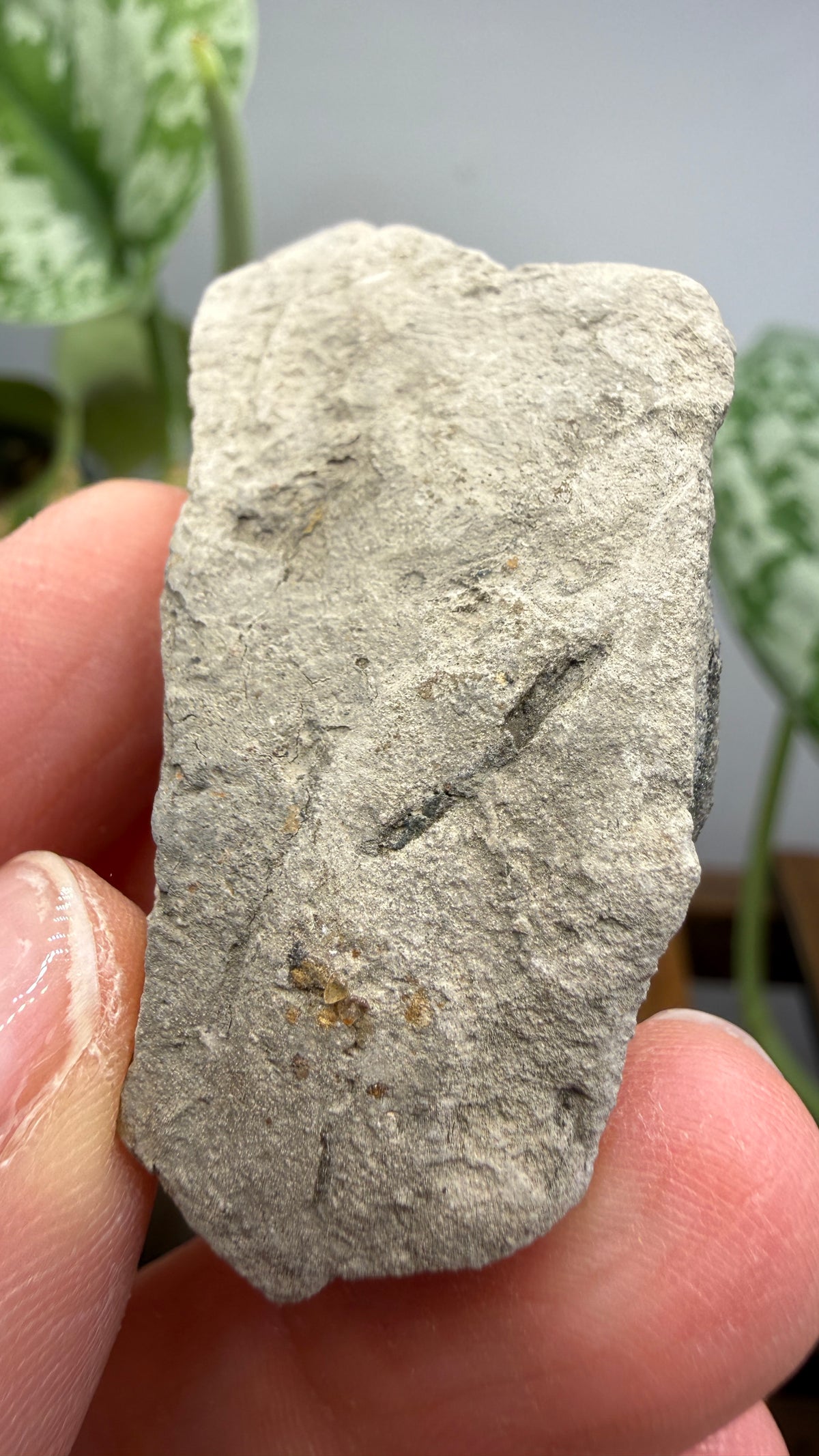 Rainbow Pyrite- Volga River, Ulyanovsk Oblast, Russia