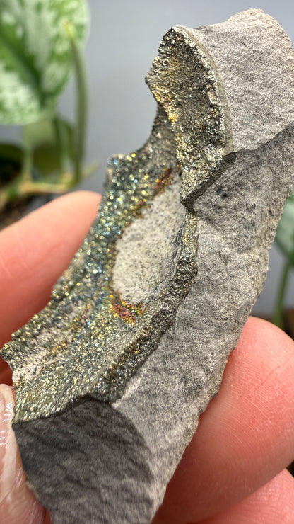 Rainbow Pyrite- Volga River, Ulyanovsk Oblast, Russia