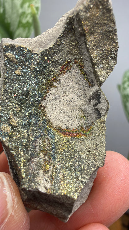 Rainbow Pyrite- Volga River, Ulyanovsk Oblast, Russia