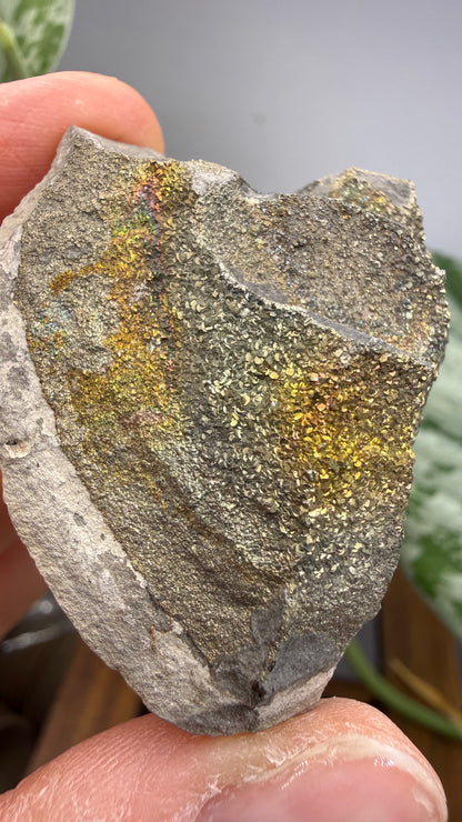 Rainbow Pyrite- Volga River, Ulyanovsk Oblast, Russia