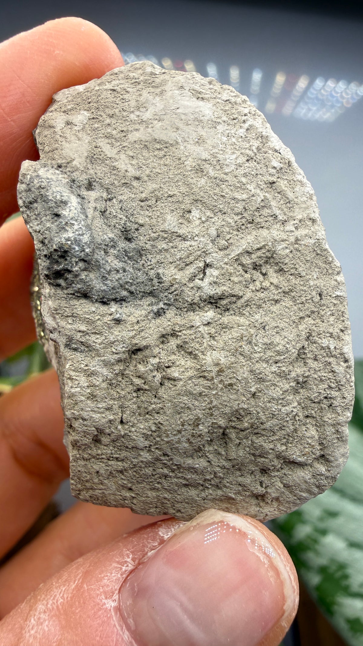 Rainbow Pyrite- Volga River, Ulyanovsk Oblast, Russia