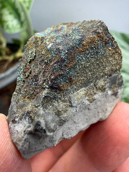Rainbow Pyrite- Volga River, Ulyanovsk Oblast, Russia