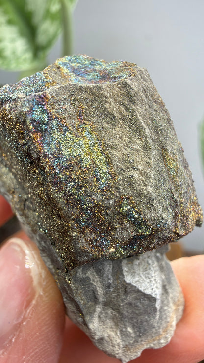 Rainbow Pyrite- Volga River, Ulyanovsk Oblast, Russia
