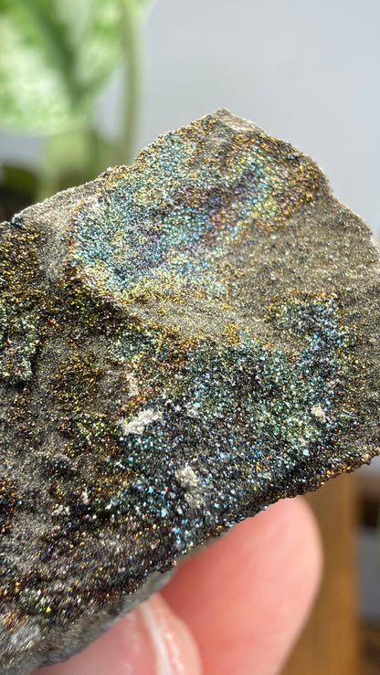 Rainbow Pyrite- Volga River, Ulyanovsk Oblast, Russia