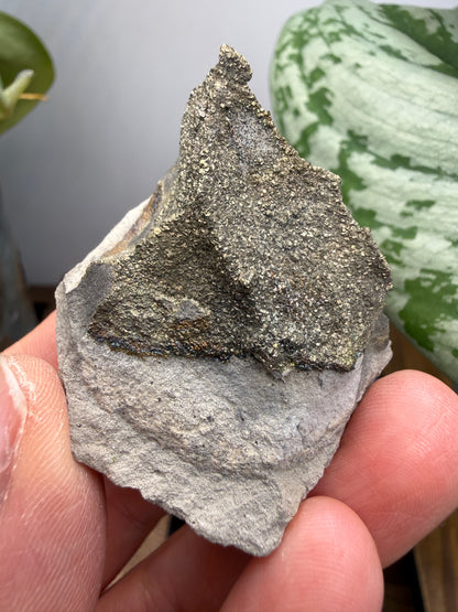 Rainbow Pyrite- Volga River, Ulyanovsk Oblast, Russia