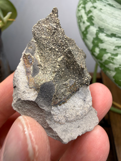Rainbow Pyrite- Volga River, Ulyanovsk Oblast, Russia