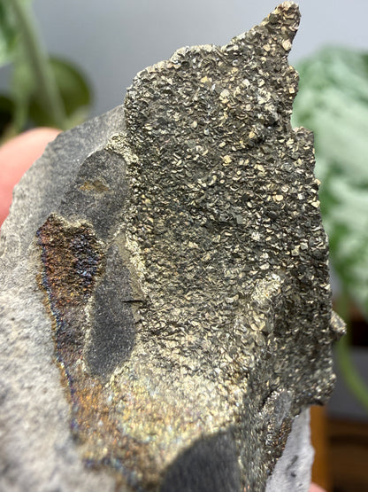 Rainbow Pyrite- Volga River, Ulyanovsk Oblast, Russia