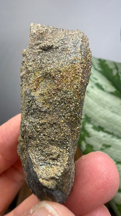 Rainbow Pyrite- Volga River, Ulyanovsk Oblast, Russia