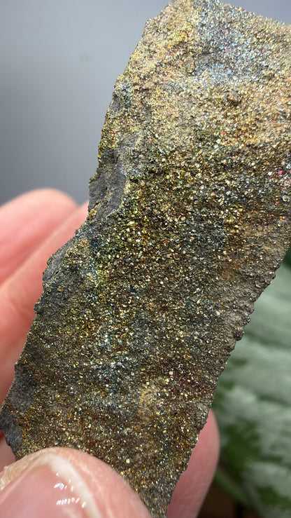 Rainbow Pyrite- Volga River, Ulyanovsk Oblast, Russia