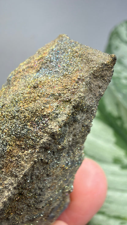 Rainbow Pyrite- Volga River, Ulyanovsk Oblast, Russia