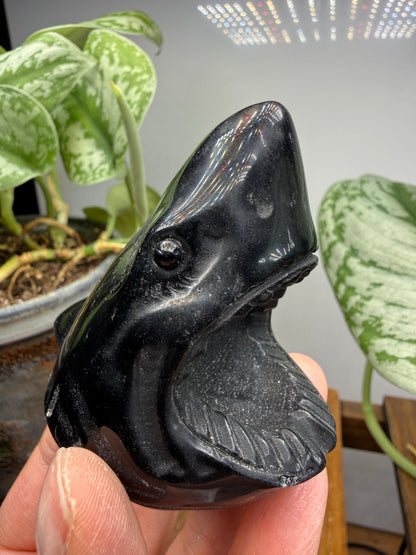 Obsidian Biting Shark- 2.4 inches