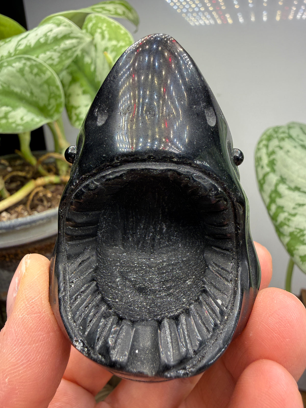 Obsidian Biting Shark- 2.4 inches