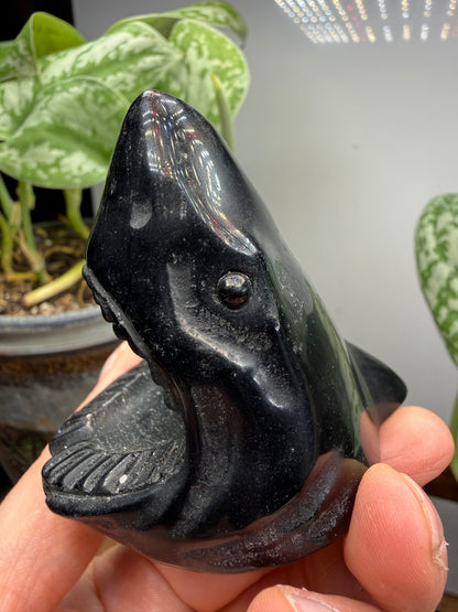 Obsidian Biting Shark- 2.4 inches