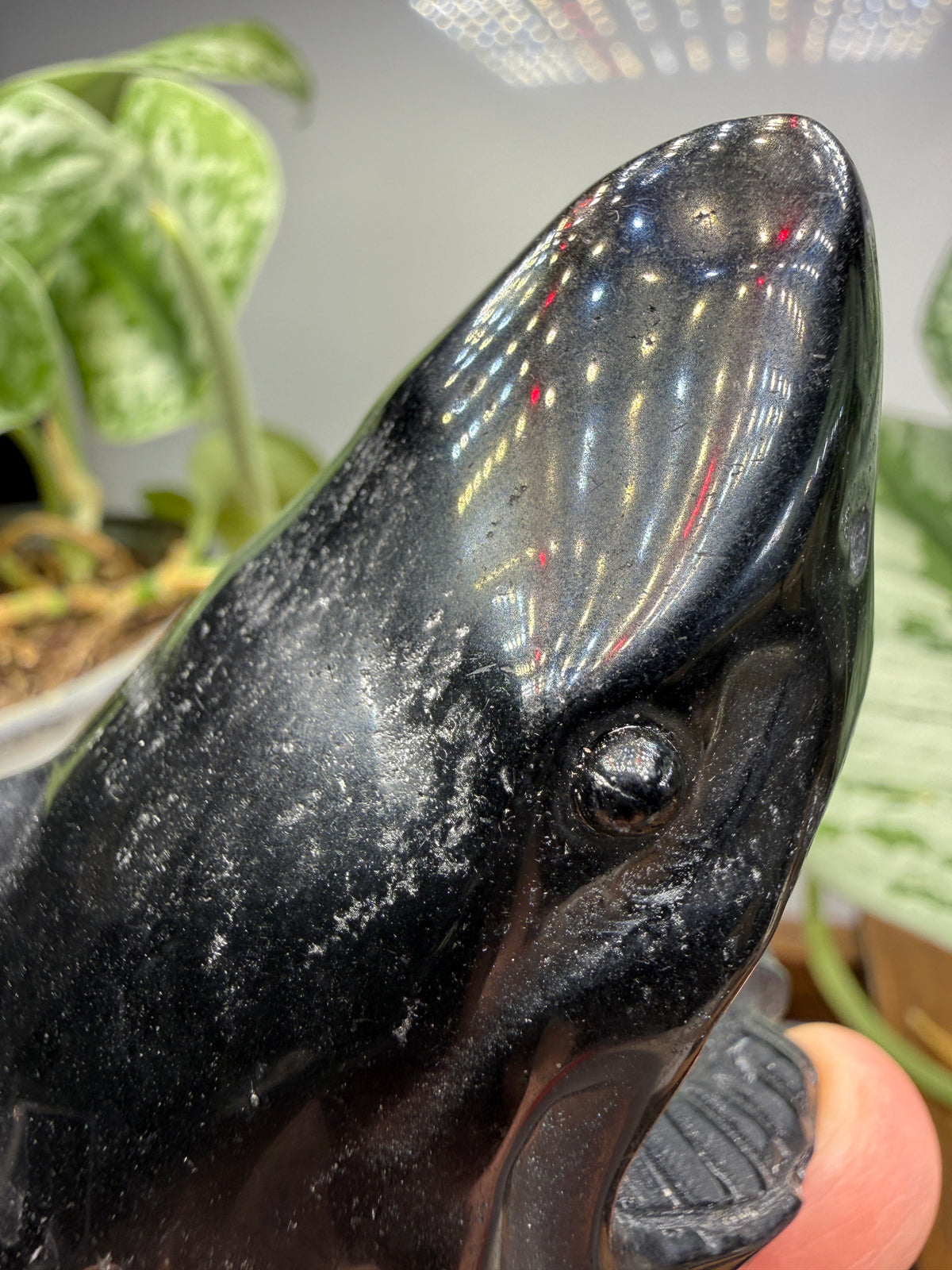 Obsidian Biting Shark- 2.4 inches