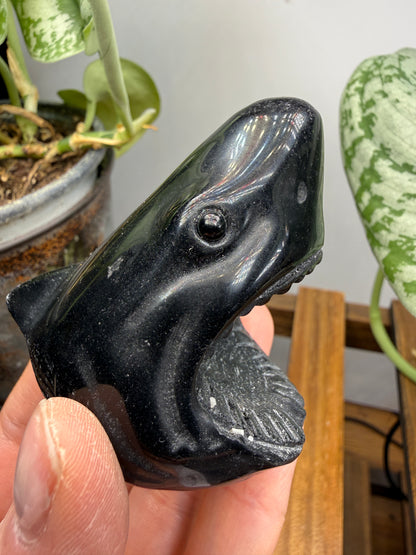 Obsidian Biting Shark- 2.4 inches