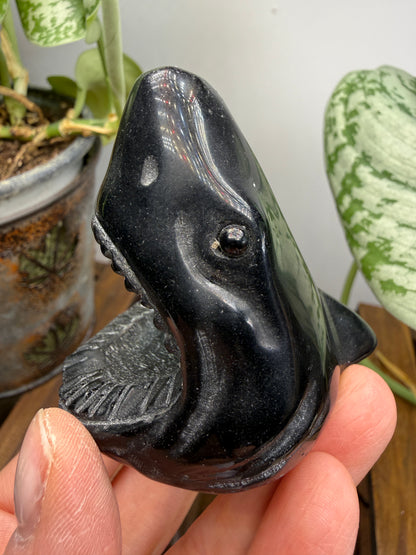 Obsidian Biting Shark- 2.4 inches
