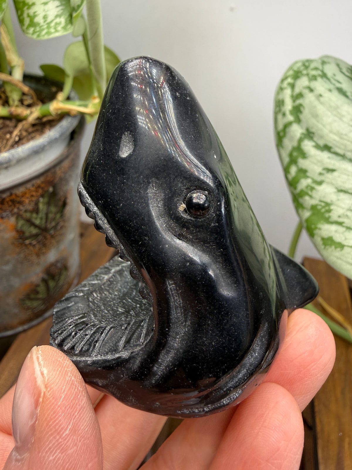 Obsidian Biting Shark- 2.4 inches