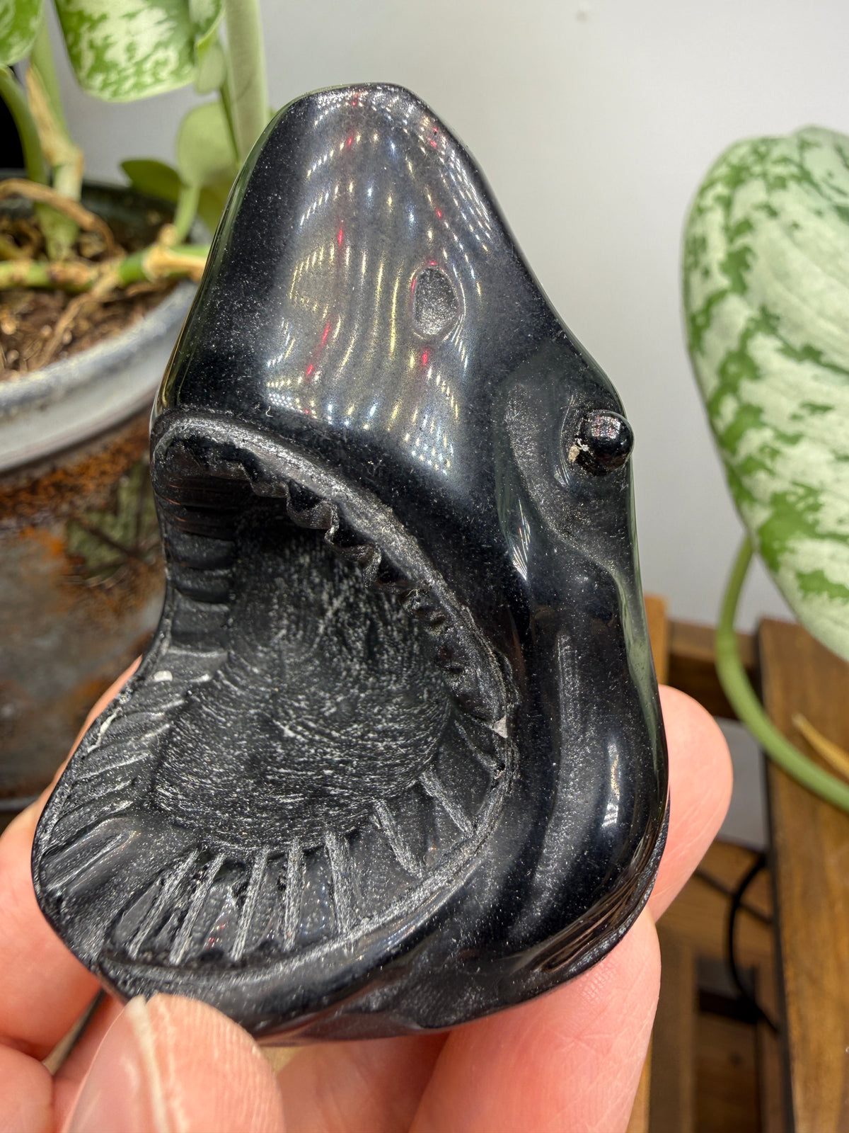 Obsidian Biting Shark- 2.4 inches