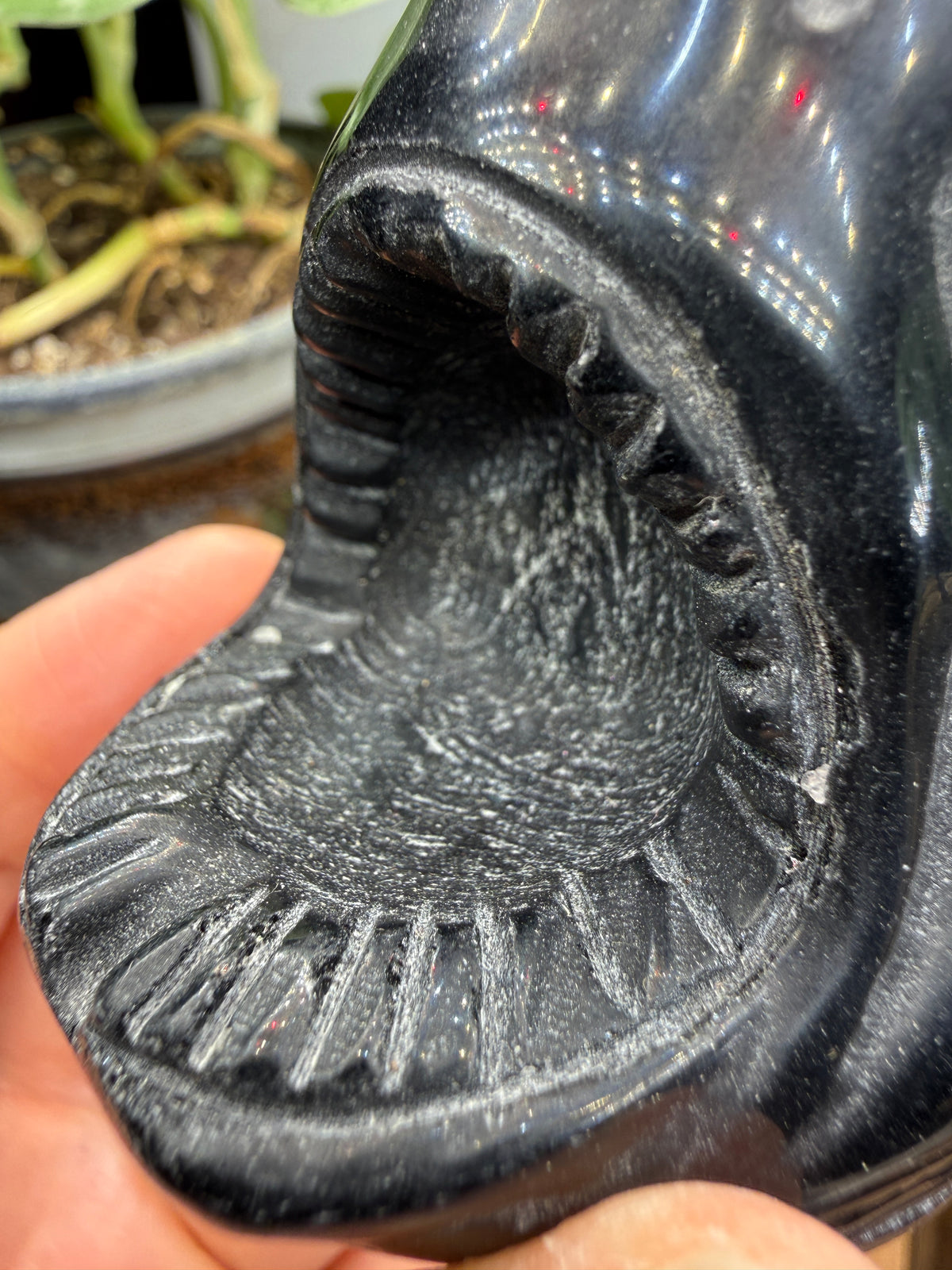 Obsidian Biting Shark- 2.4 inches