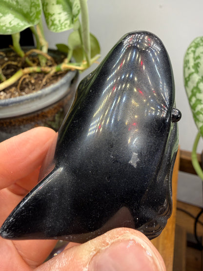 Obsidian Biting Shark- 2.4 inches