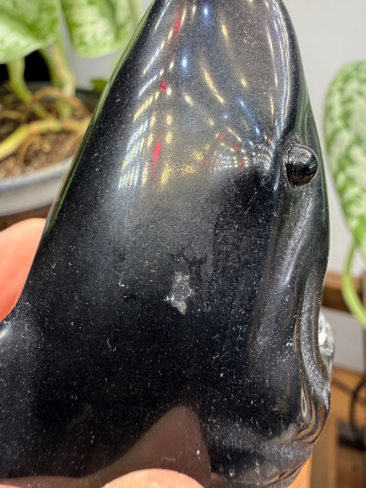 Obsidian Biting Shark- 2.4 inches