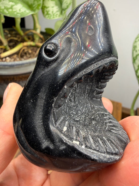 Obsidian Biting Shark- 2.4 inches